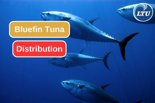 Exploring the Global Distribution of Bluefin Tuna